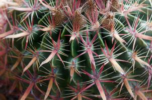 Sonoran Cactus 1
