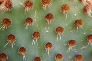 Sonoran Cactus 3