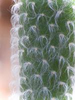 Sonoran Cactus 4