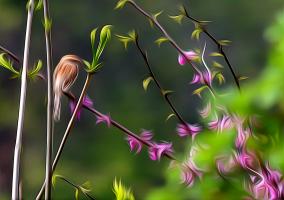 Field Sparrow on Eastern Redbud. Photograph by Dan Mangan