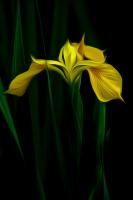 Yellow Iris.  Photograph by Dan Mangan