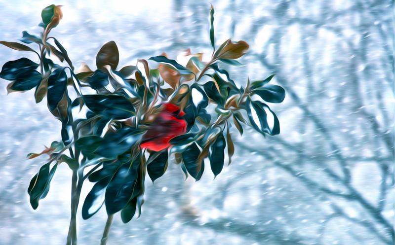 Into the Winter Wind: Northern Cardinal. Photograph by Dan Mangan
