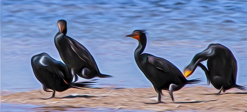 Languid Noon: Double-Crested Cormorants. Photograph by Dan Mangan