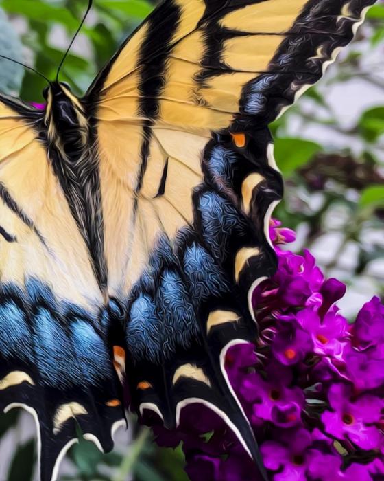 Papillon II. Photography by Dan Mangan