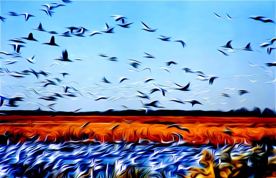 Snow Geese Rising. Photograph by Dan Mangan